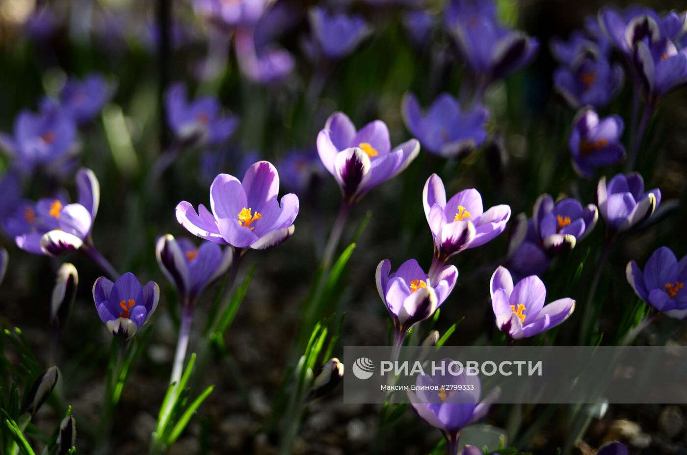 II ежегодная выставка "Репетиция весны" в "Аптекарском огороде"