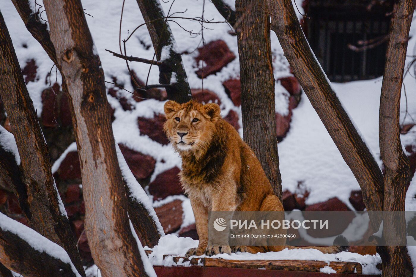 Звери в московском зоопарке