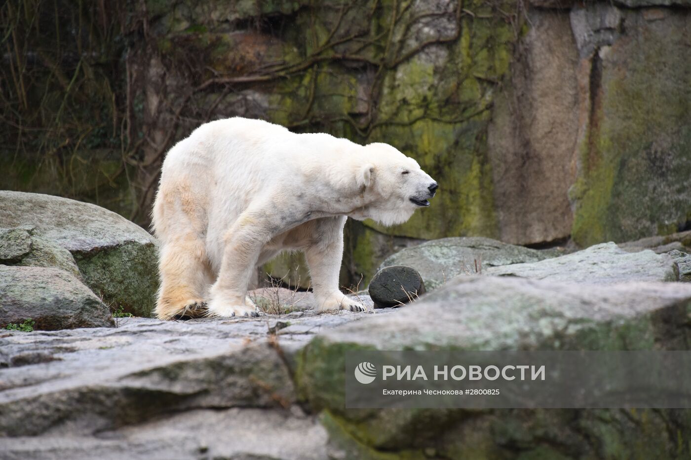 Города мира. Берлинский зоопарк