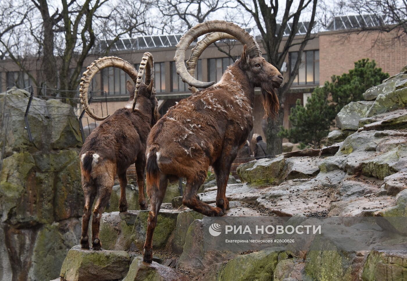 Города мира. Берлинский зоопарк