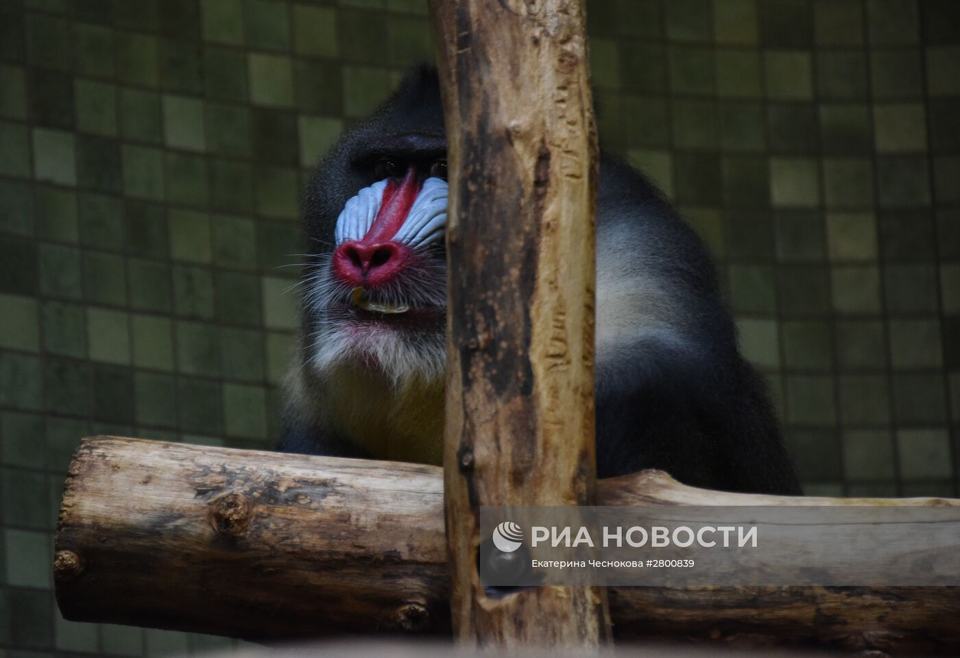 Города мира. Берлинский зоопарк