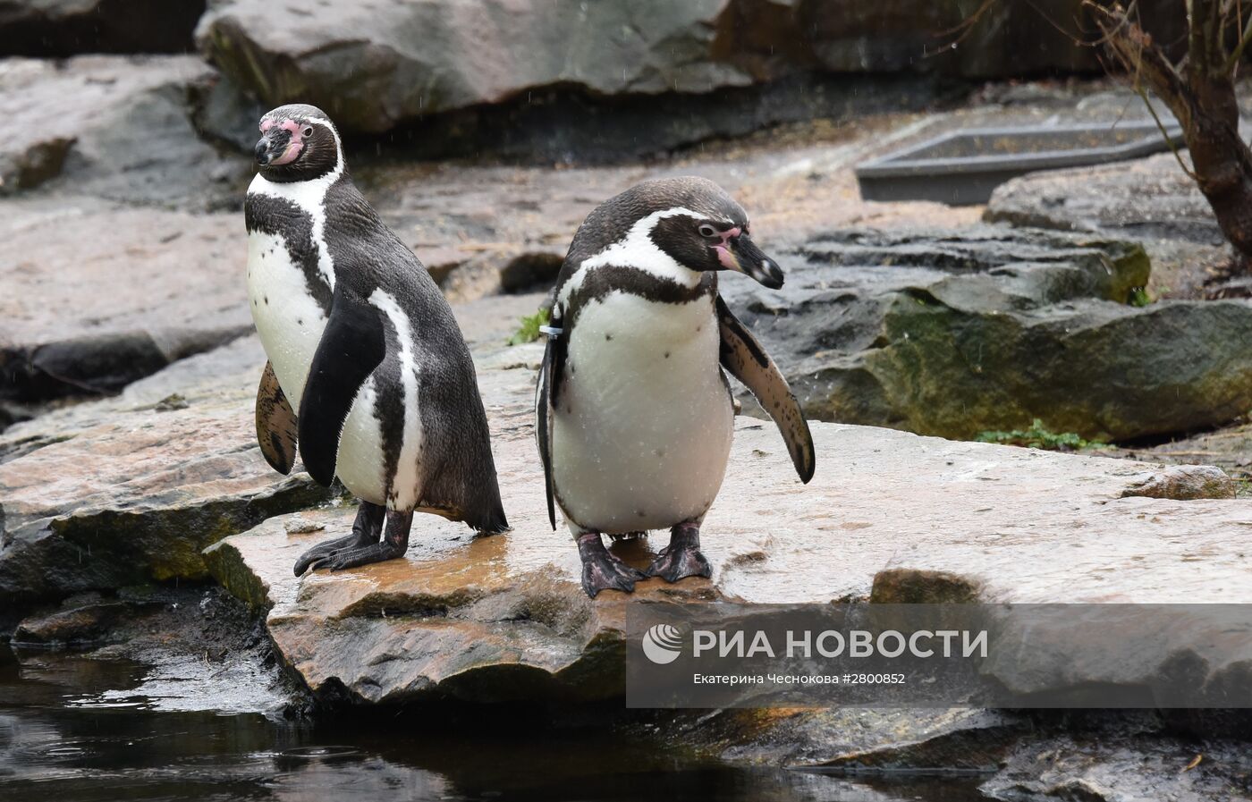 Города мира. Берлинский зоопарк