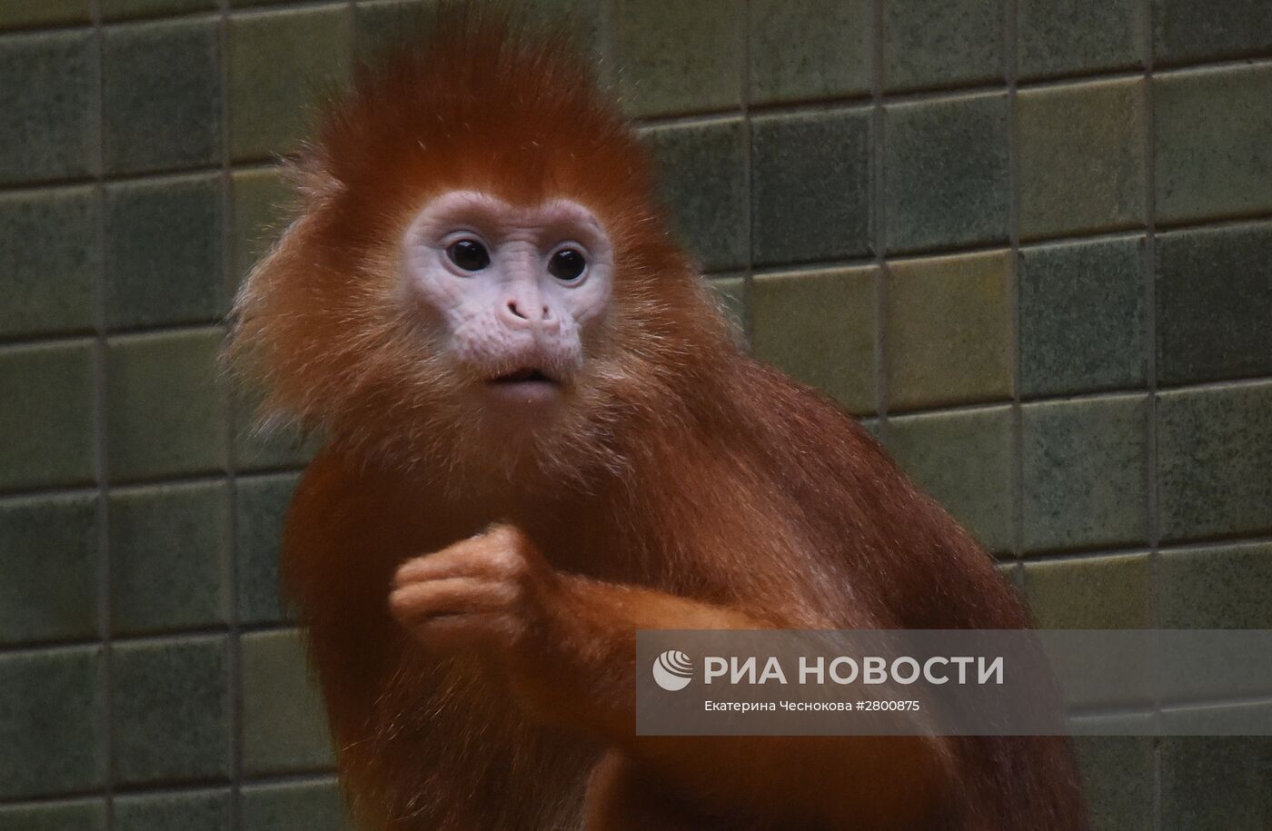 Города мира. Берлинский зоопарк