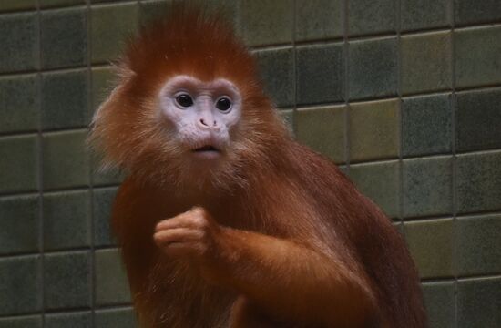 Города мира. Берлинский зоопарк