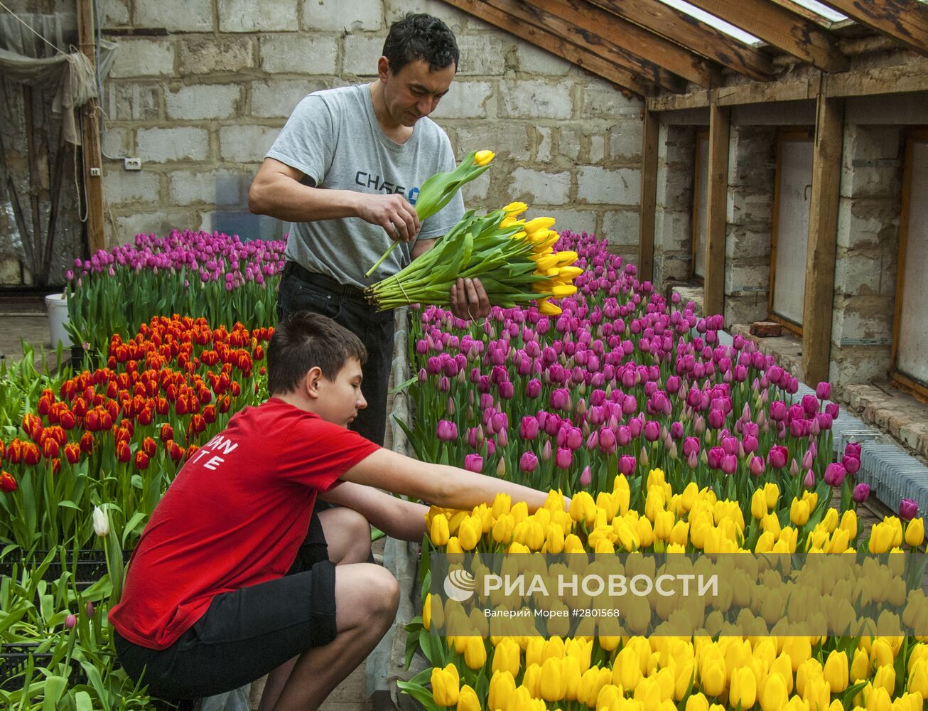 Выращивание тюльпанов к 8 марта в Белгородской области | РИА Новости  Медиабанк