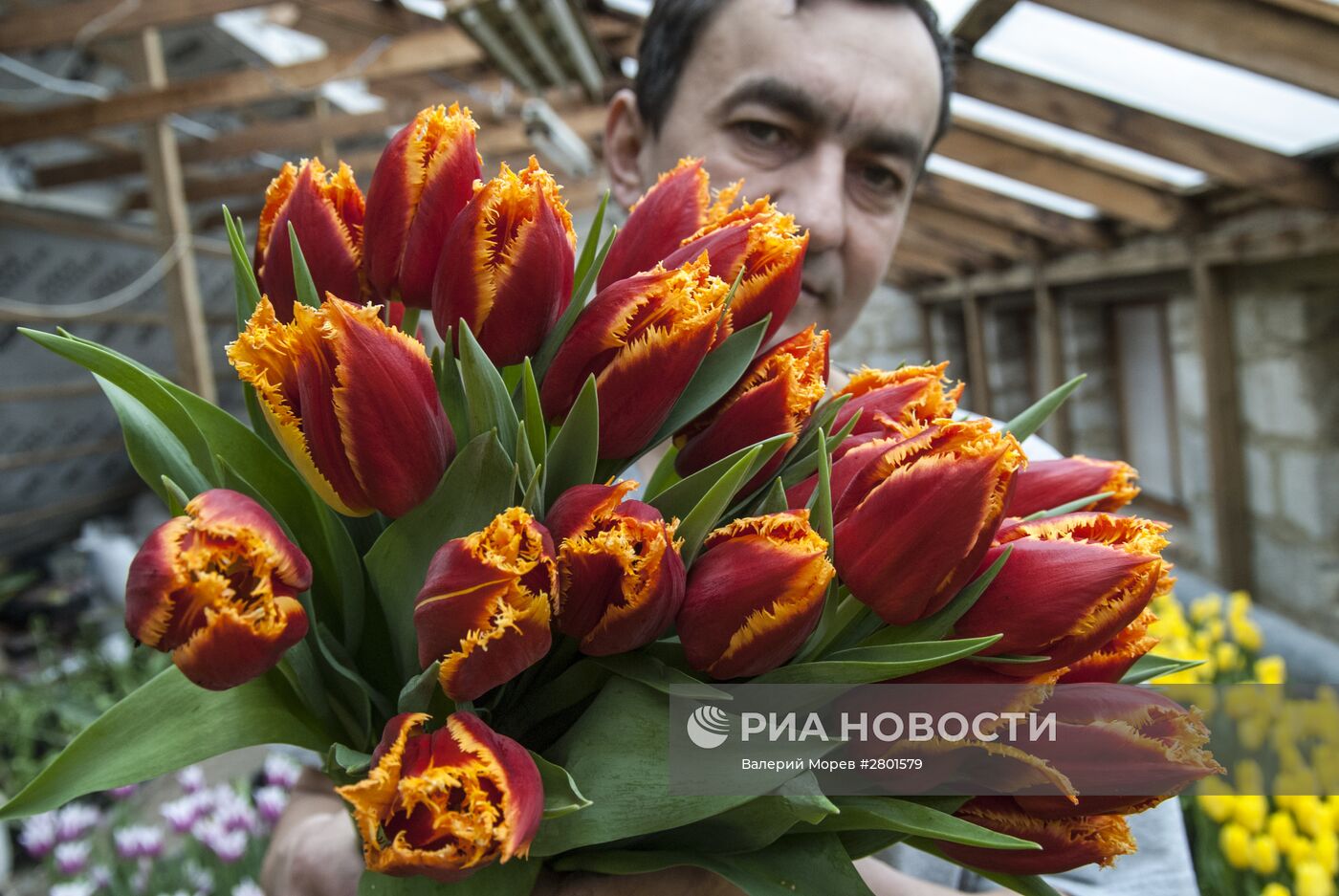 Выращивание тюльпанов к 8 марта в Белгородской области