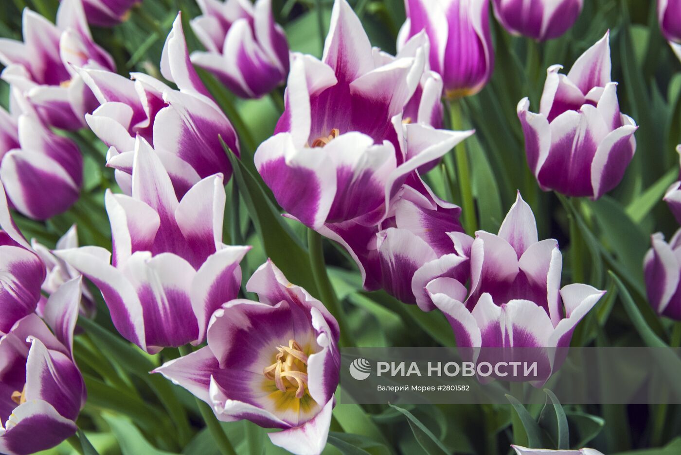 Выращивание тюльпанов к 8 марта в Белгородской области