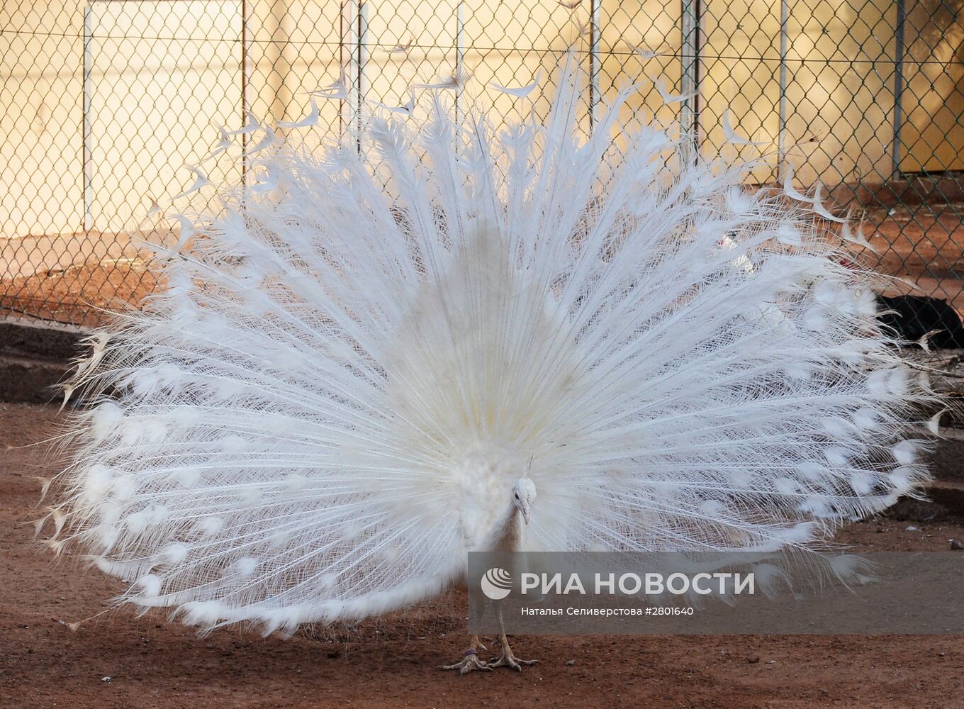 Агадир