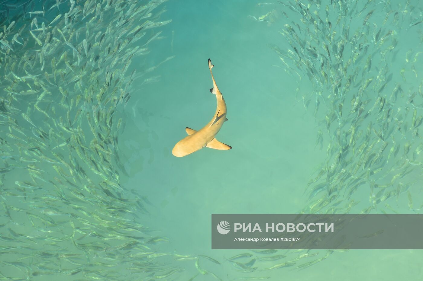 Мальдивы