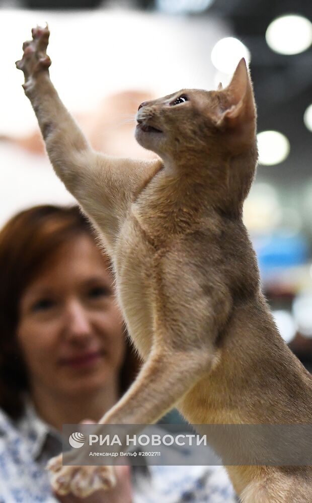 Международная выставка кошек "Кэтсбург" 2016