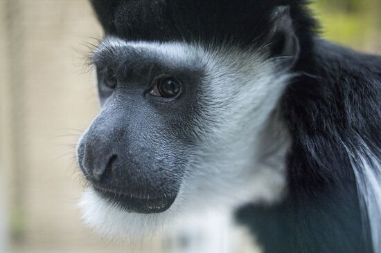 Самый большой контактный зоопарк "Зверюшки" открылся в Москве