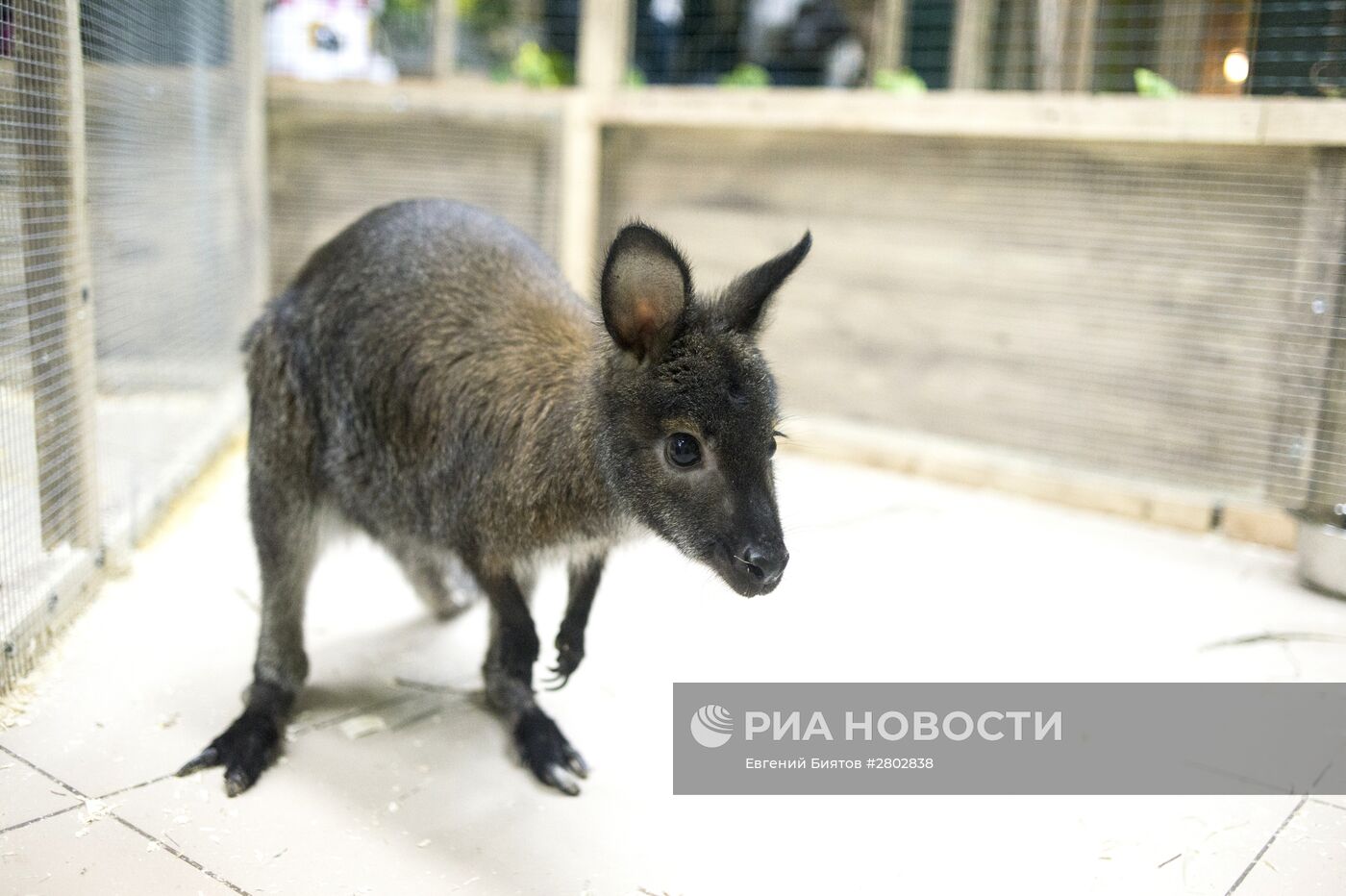 Самый большой контактный зоопарк "Зверюшки" открылся в Москве