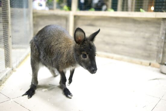 Самый большой контактный зоопарк "Зверюшки" открылся в Москве