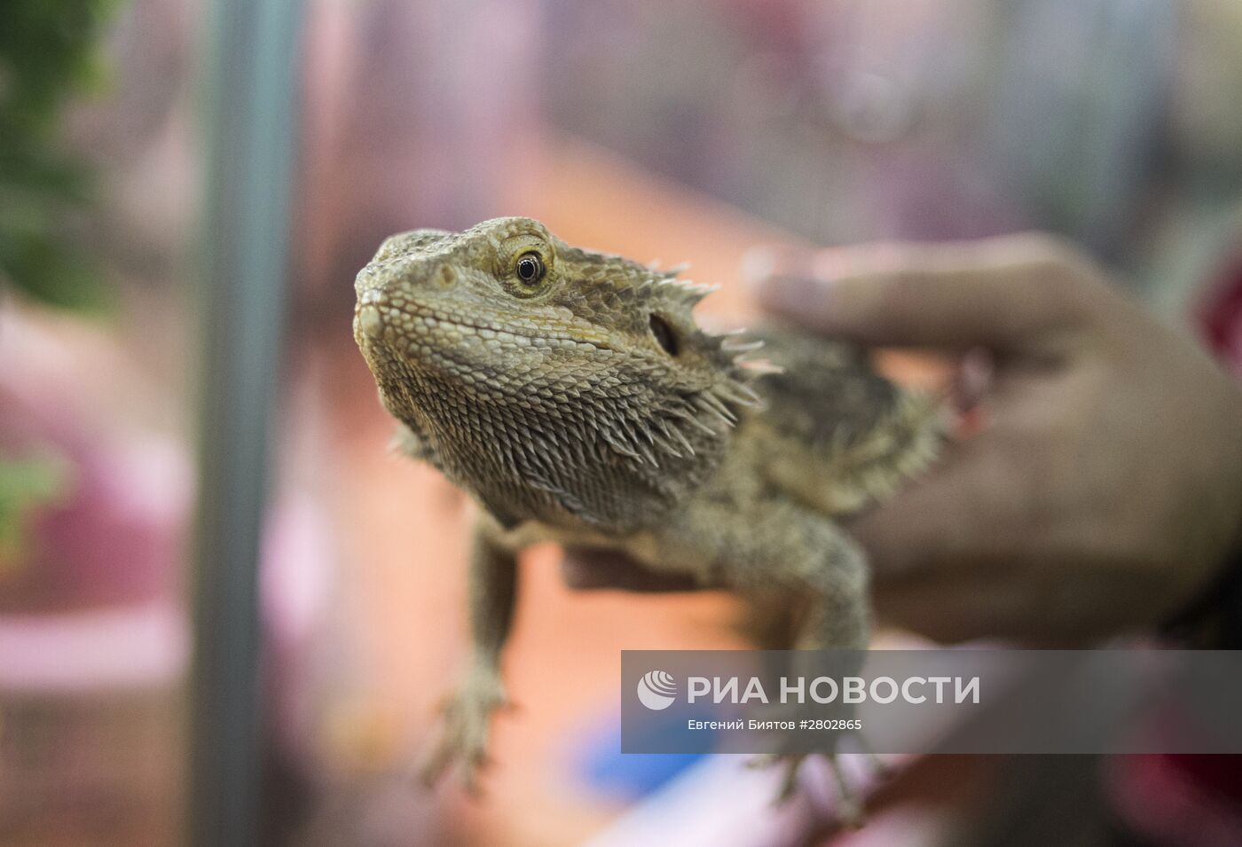 Самый большой контактный зоопарк "Зверюшки" открылся в Москве