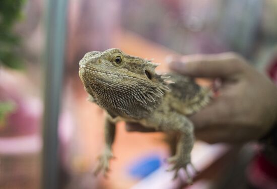 Самый большой контактный зоопарк "Зверюшки" открылся в Москве