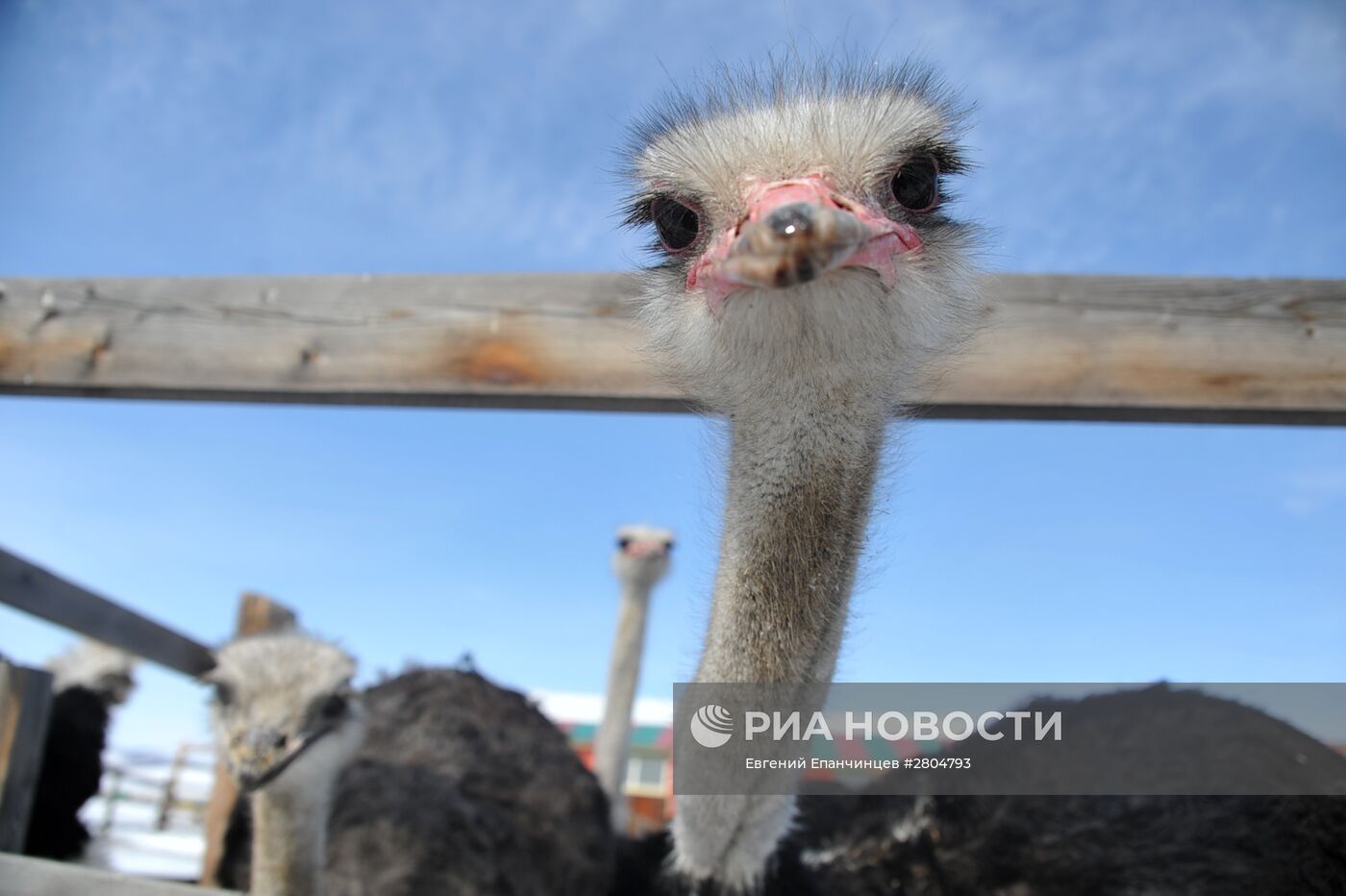 Страусиная ферма в Забайкальском крае