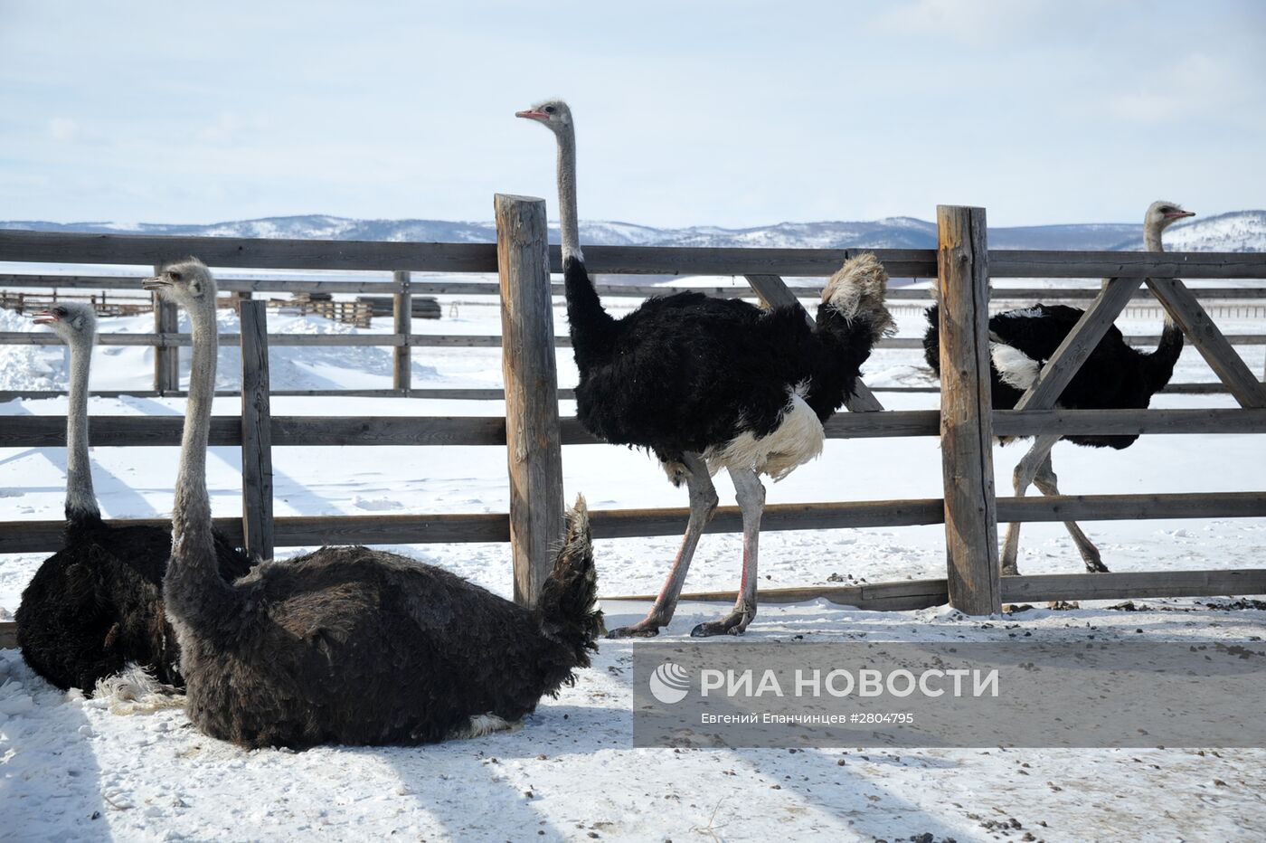 Страусиная ферма в Забайкальском крае