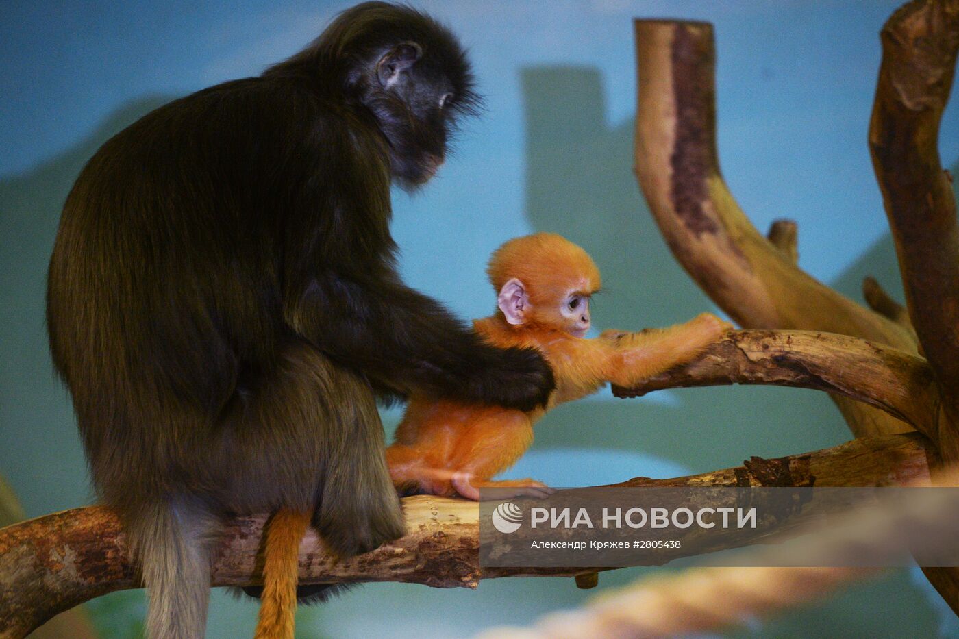 Пополнение у приматов в Новосибирском зоопарке