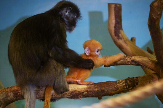 Пополнение у приматов в Новосибирском зоопарке