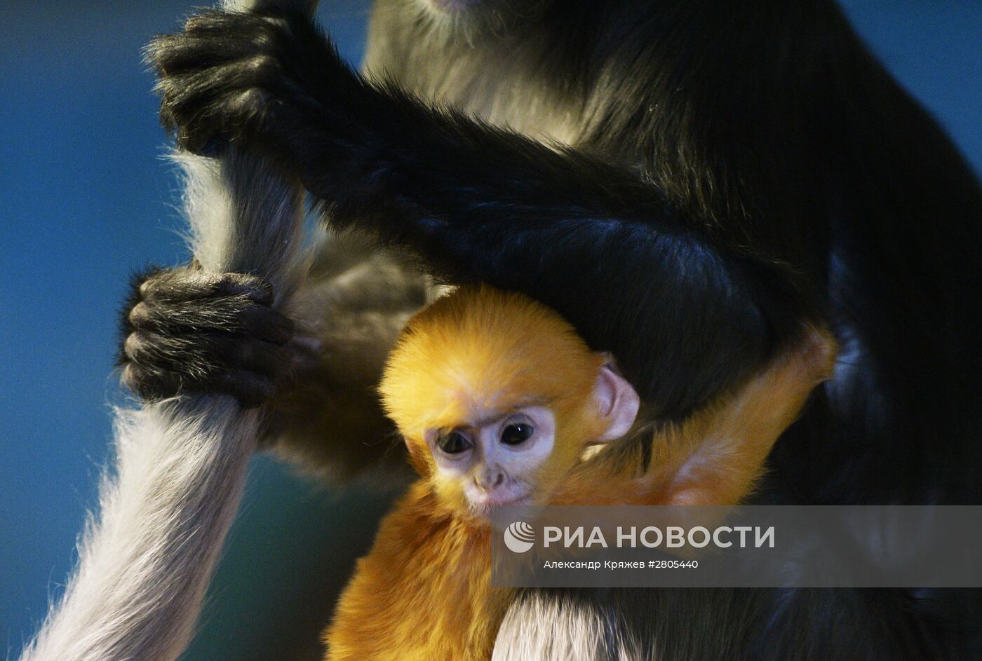 Пополнение у приматов в Новосибирском зоопарке