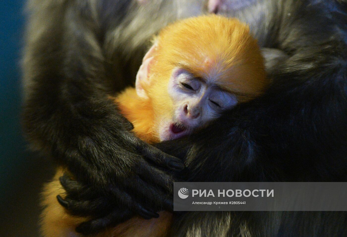 Пополнение у приматов в Новосибирском зоопарке