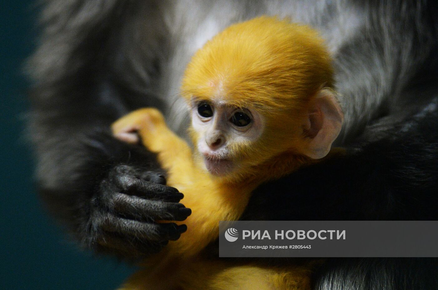 Пополнение у приматов в Новосибирском зоопарке