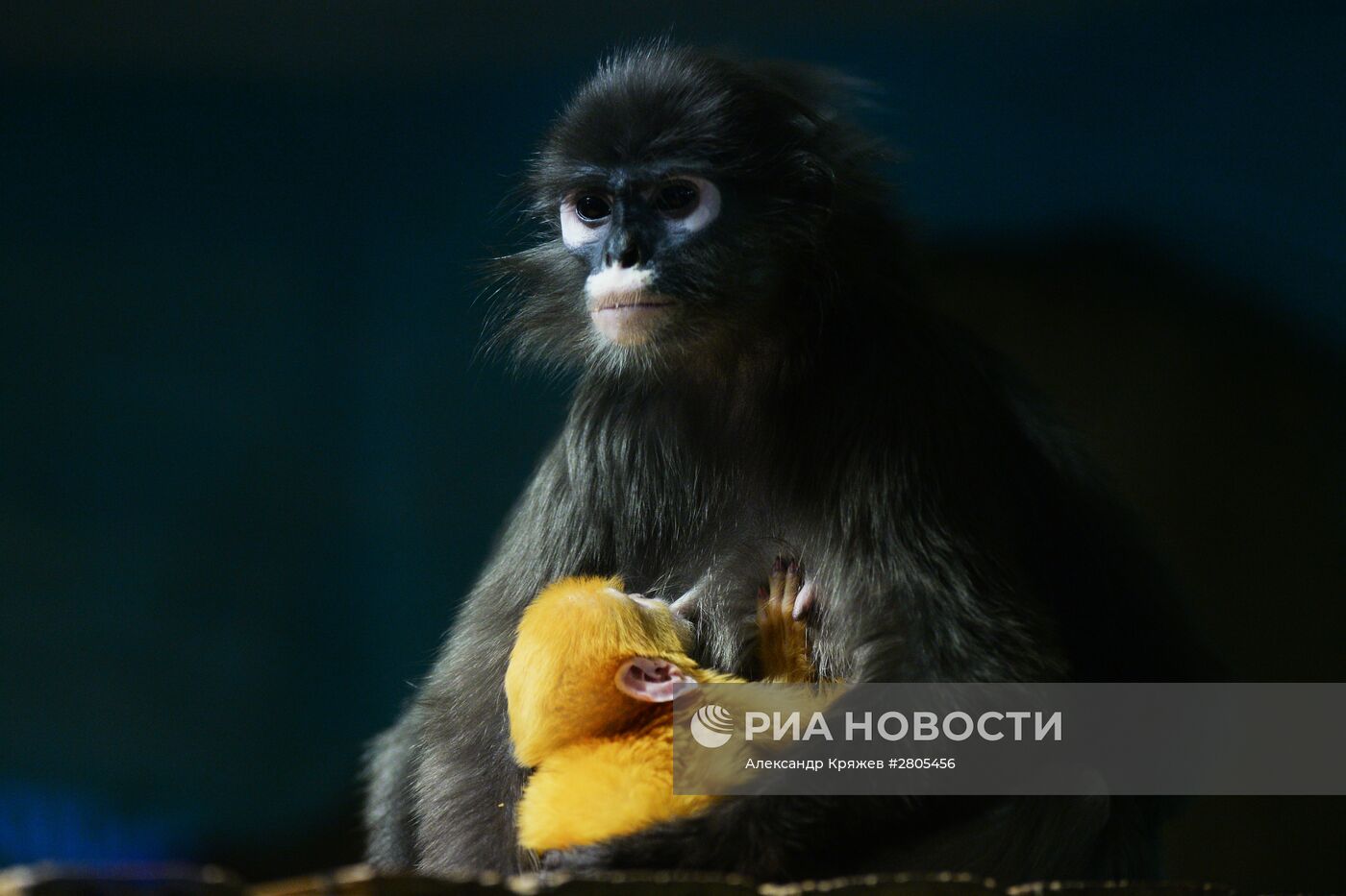 Пополнение у приматов в Новосибирском зоопарке