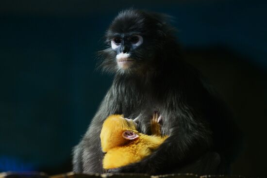 Пополнение у приматов в Новосибирском зоопарке