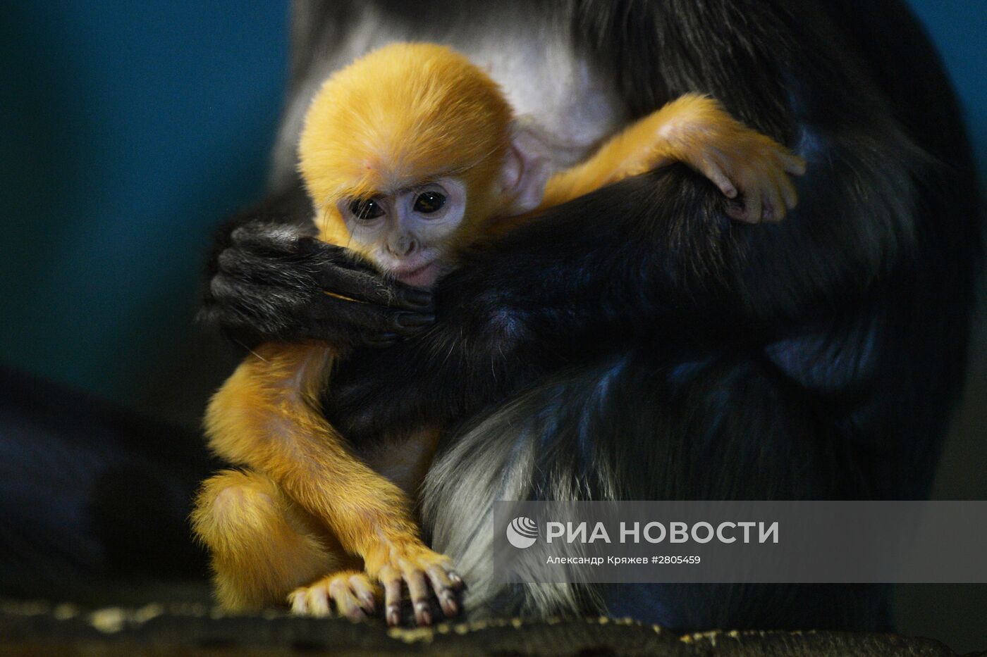 Пополнение у приматов в Новосибирском зоопарке