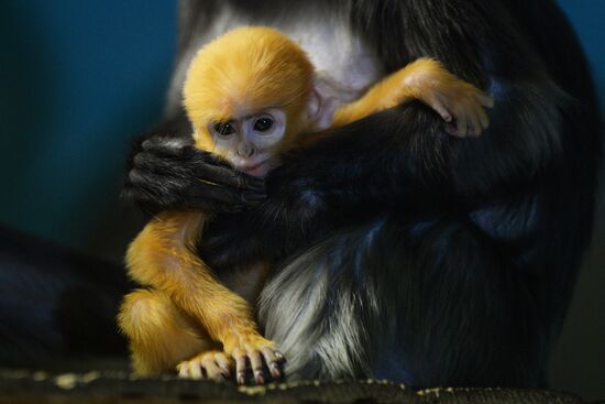 Пополнение у приматов в Новосибирском зоопарке