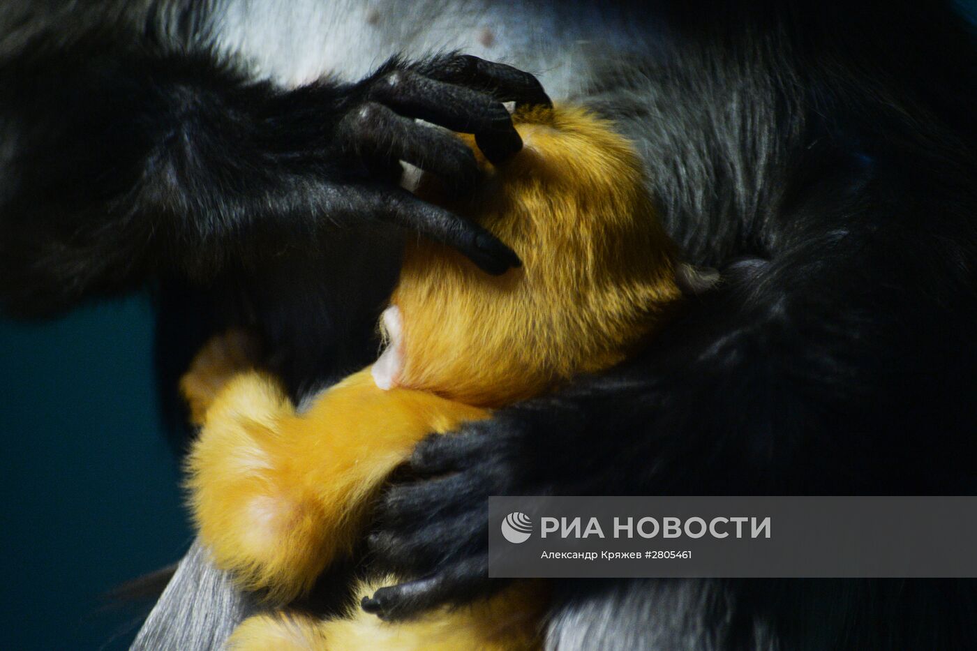 Пополнение у приматов в Новосибирском зоопарке