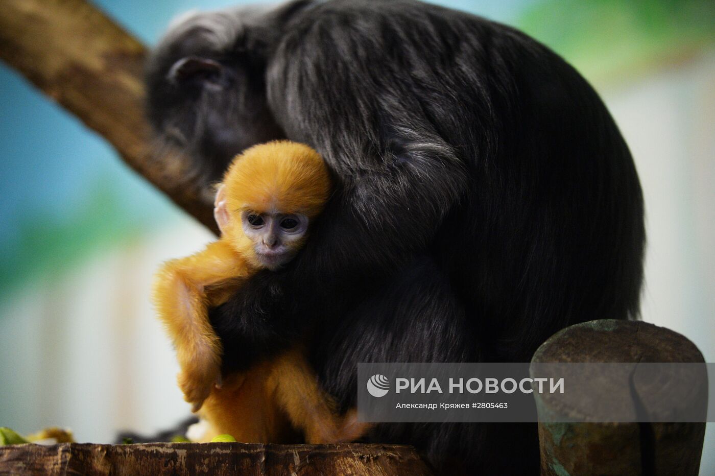 Пополнение у приматов в Новосибирском зоопарке