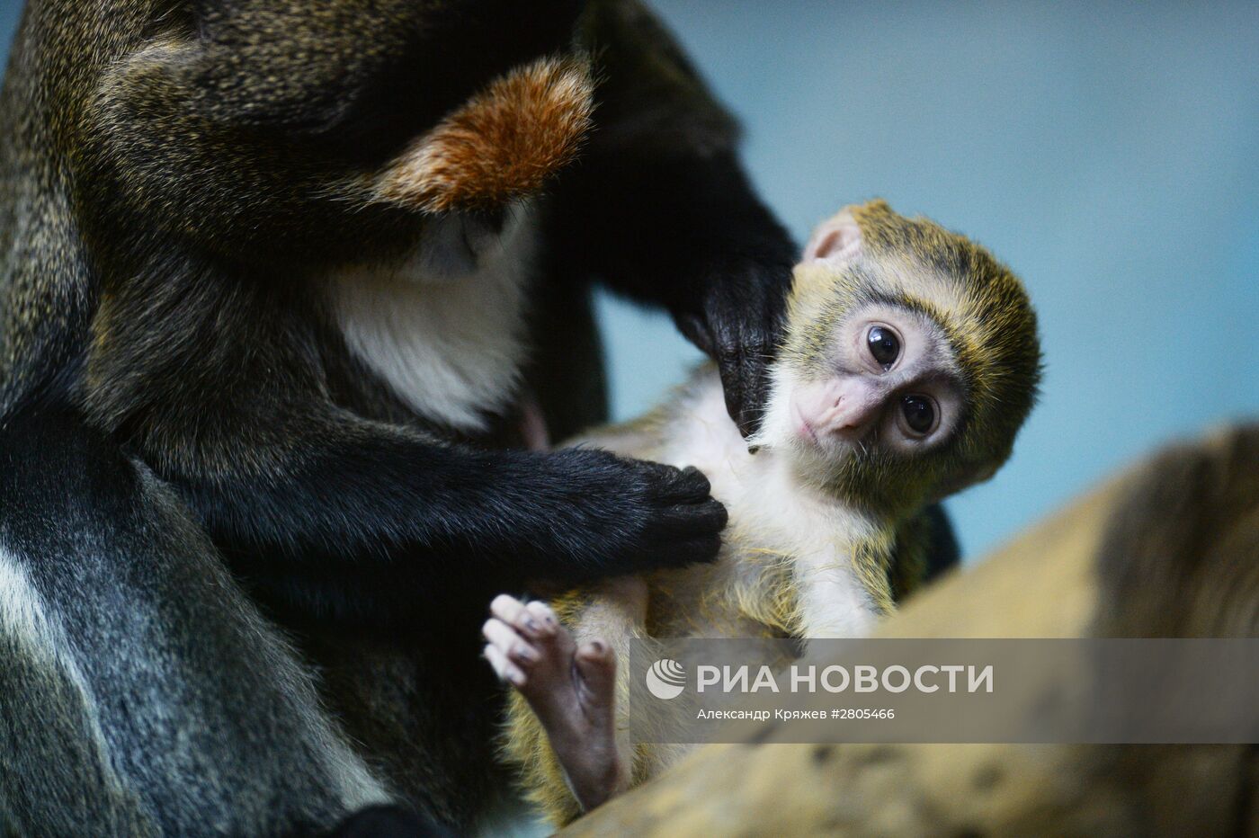 Пополнение у приматов в Новосибирском зоопарке
