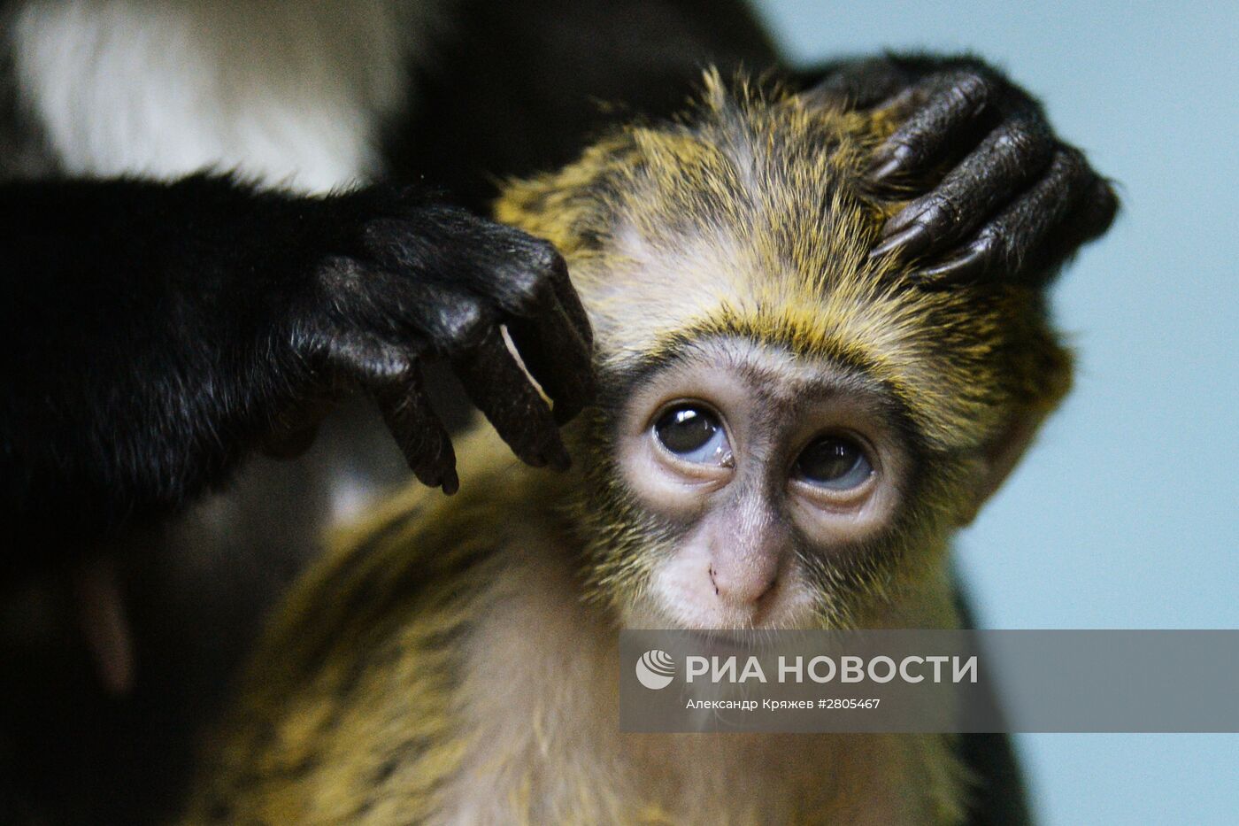Пополнение у приматов в Новосибирском зоопарке