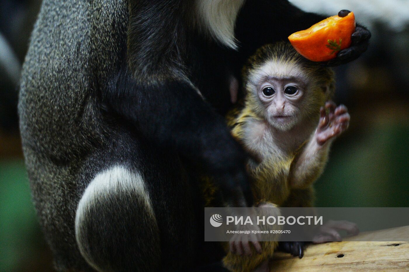 Пополнение у приматов в Новосибирском зоопарке