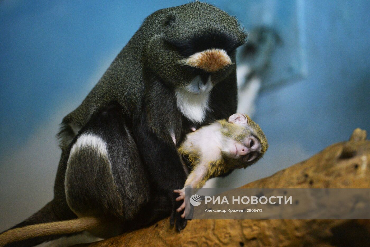 Пополнение у приматов в Новосибирском зоопарке