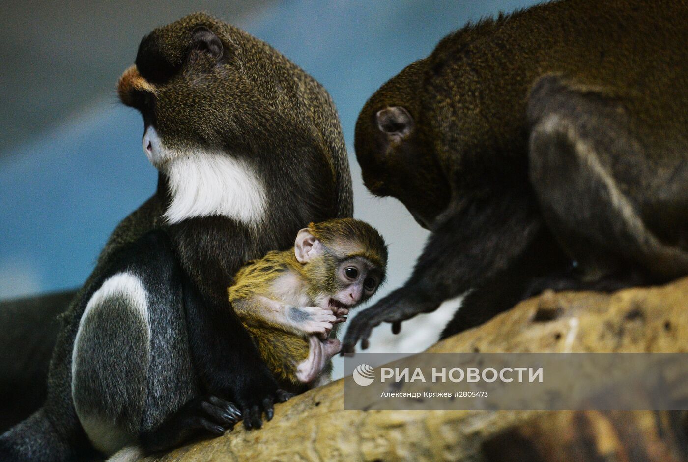 Пополнение у приматов в Новосибирском зоопарке