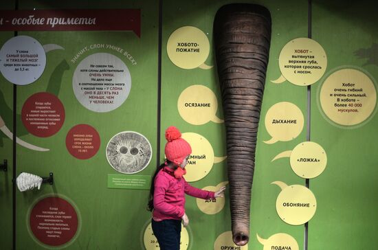 Музей слонов открыли в Московском зоопарке