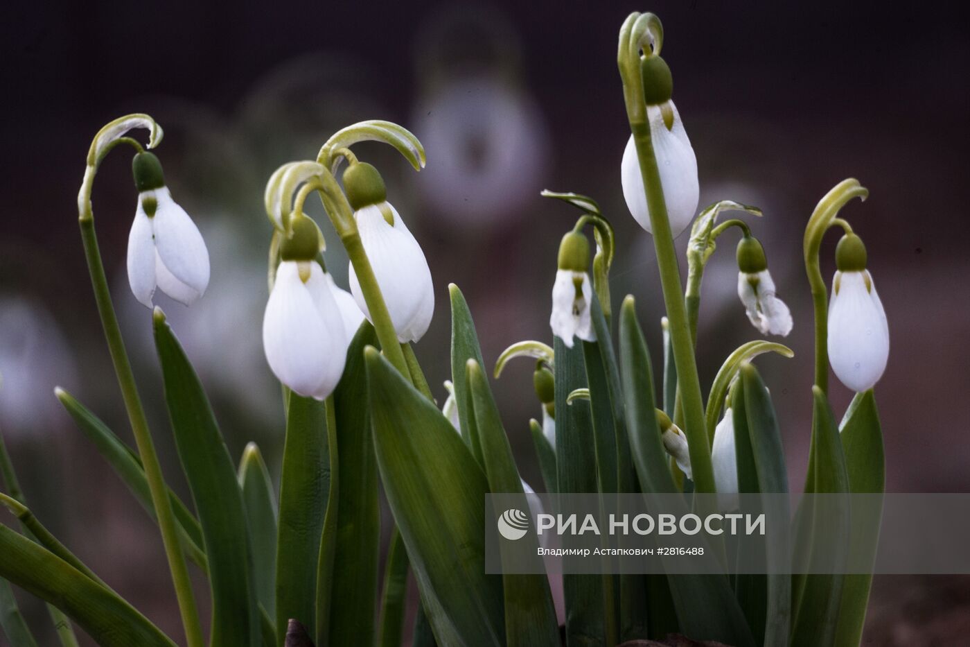 Первоцветы распустились в Москве