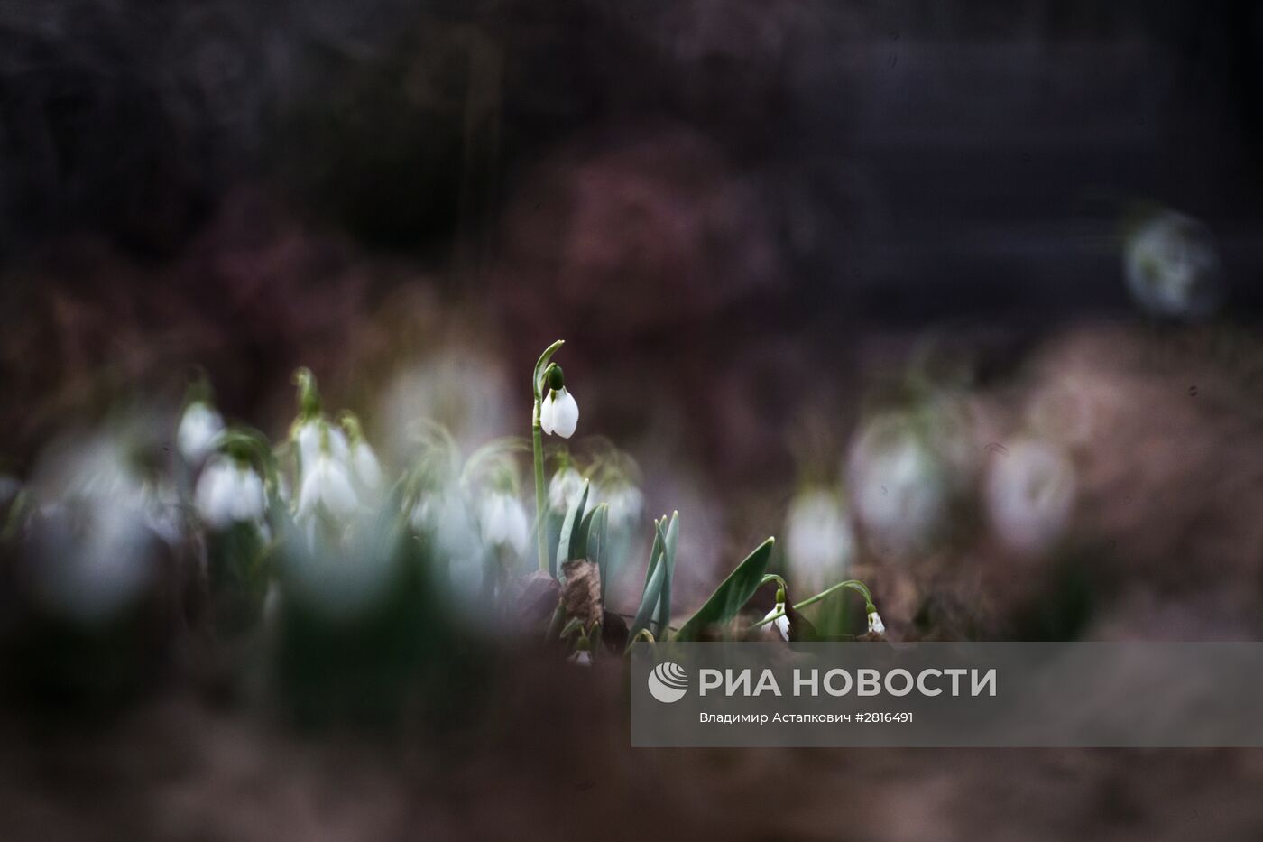 Первоцветы распустились в Москве