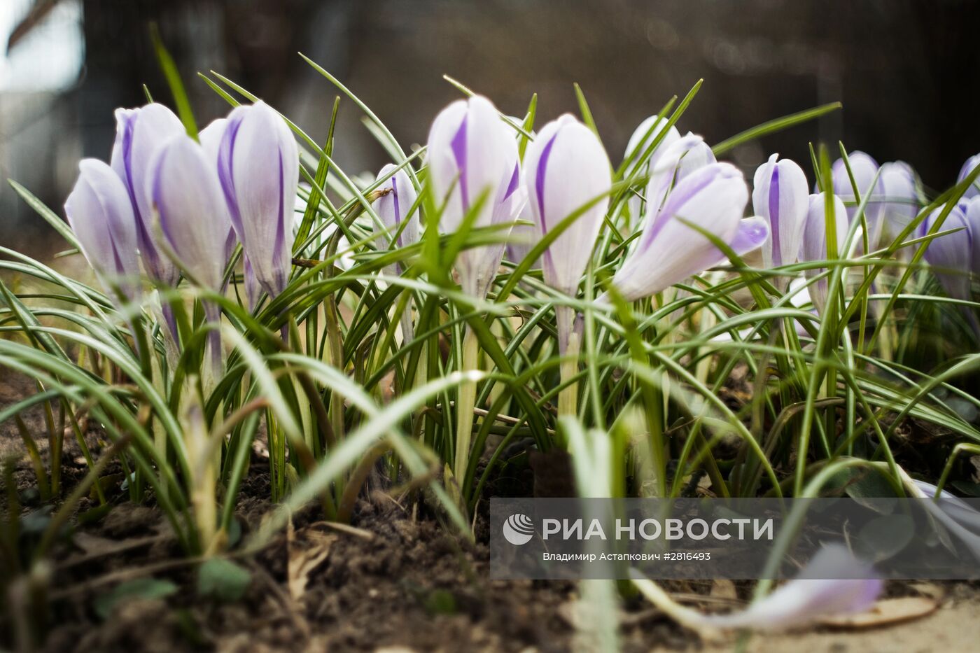 Первоцветы распустились в Москве