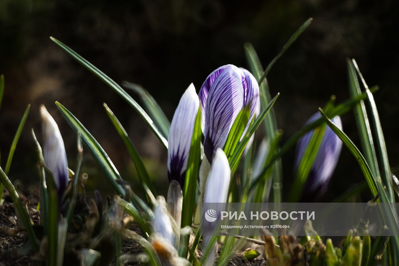 Первоцветы распустились в Москве