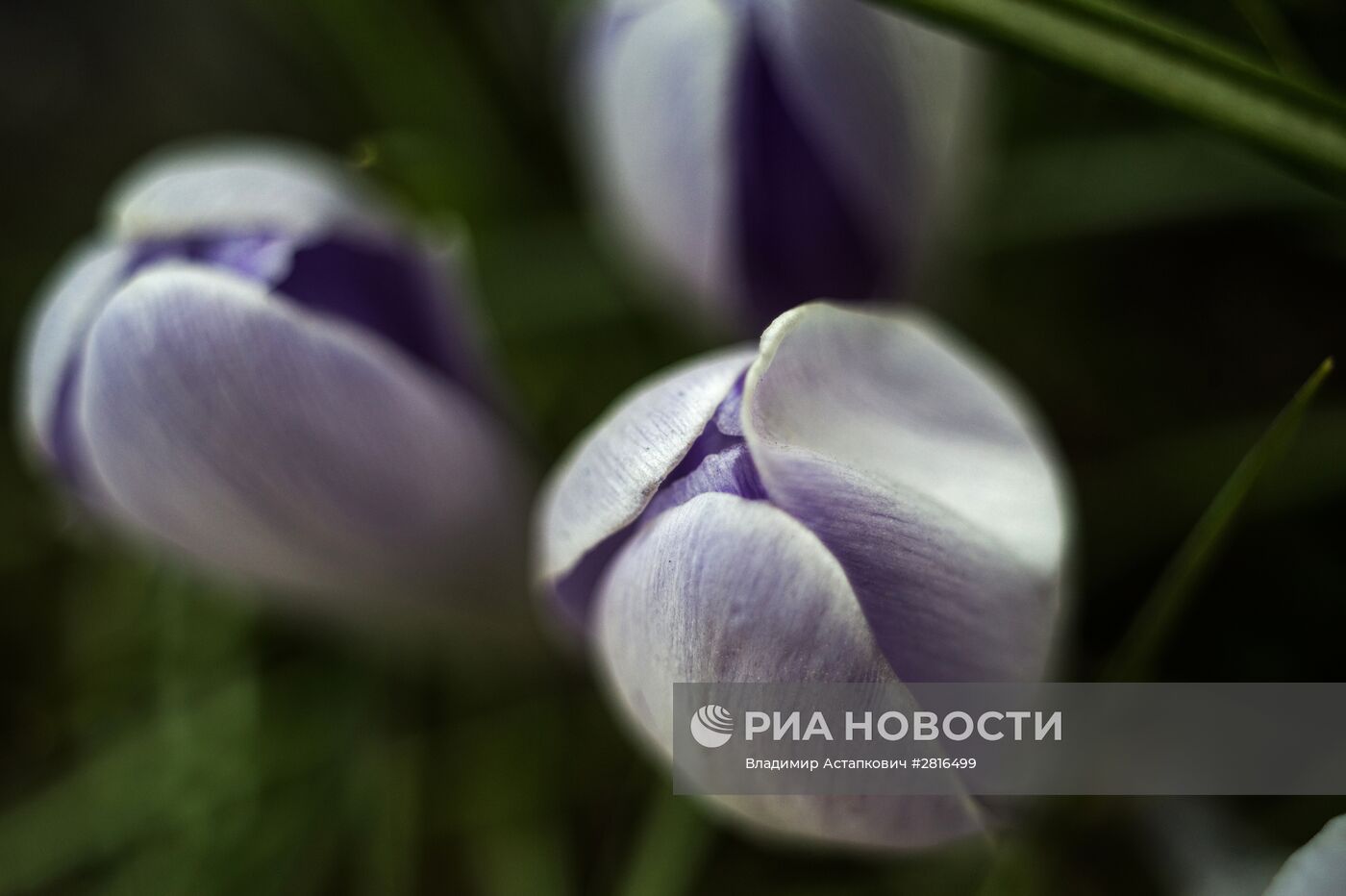 Первоцветы распустились в Москве