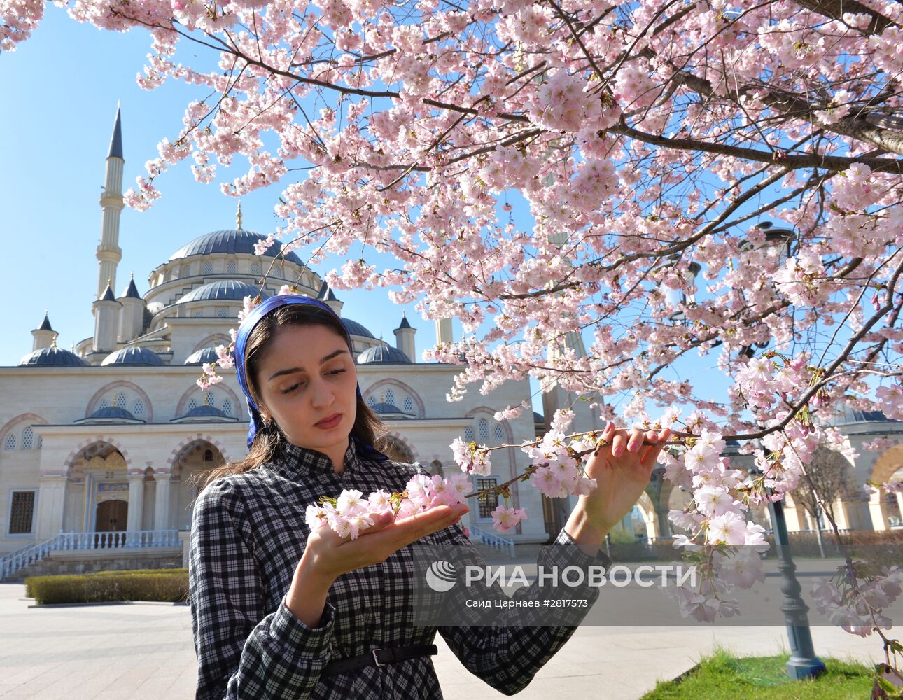 Цветение сакуры в Грозном