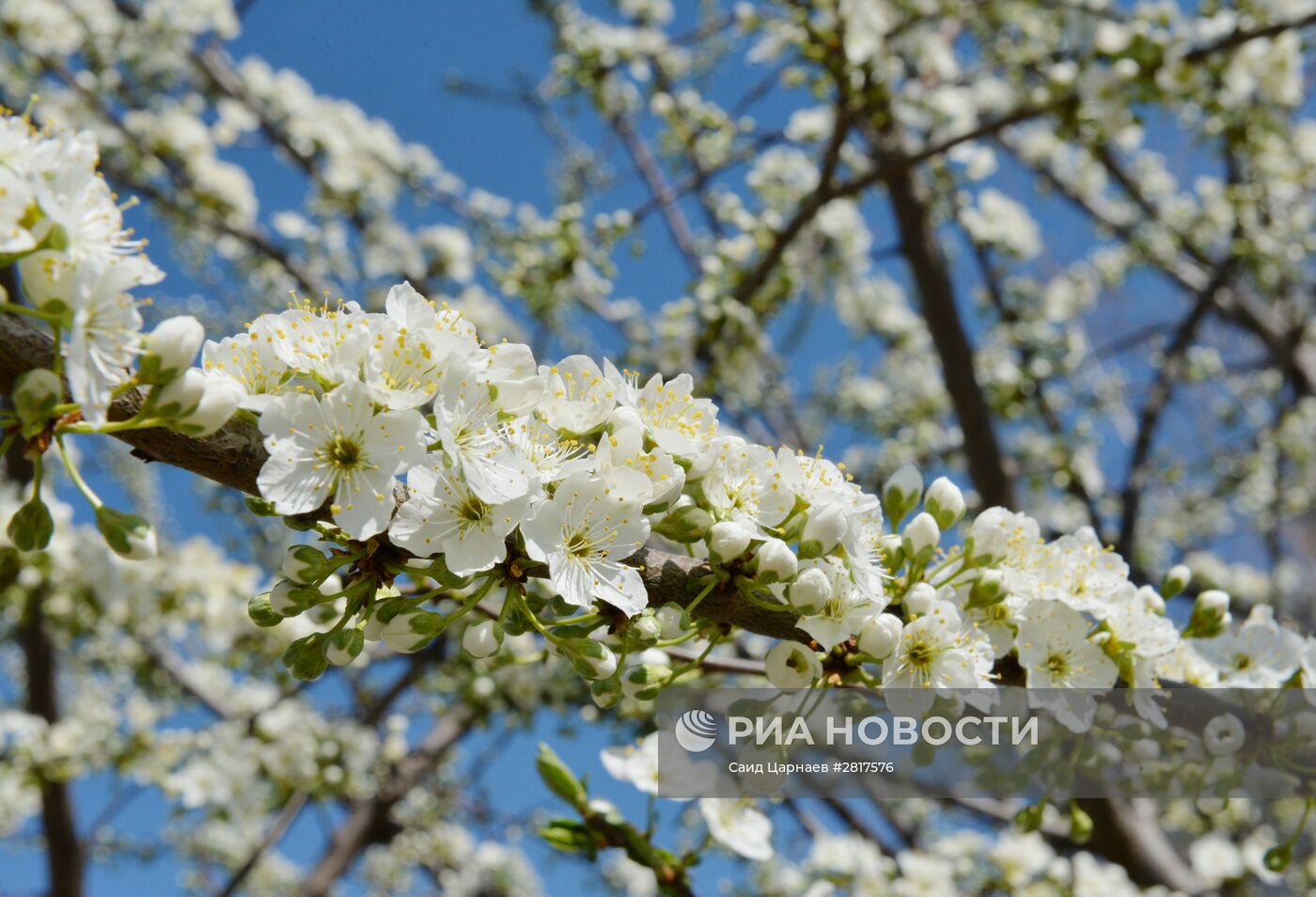 Цветение сакуры в Грозном