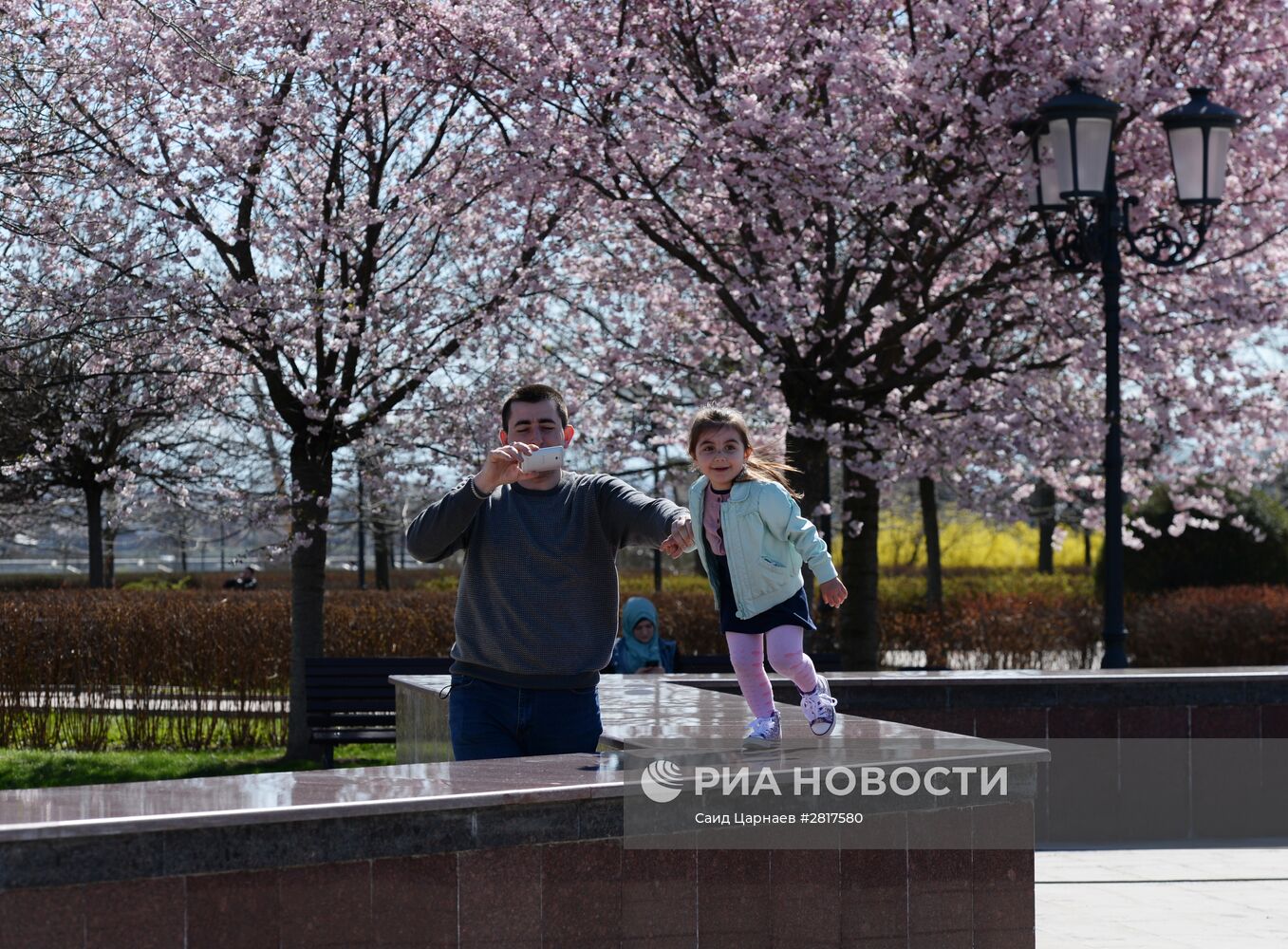 Цветение сакуры в Грозном