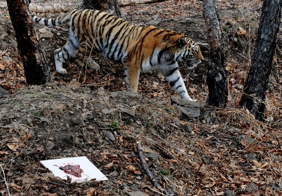 Празднование дня рождения тигра Амура в Приморском сафари-парке