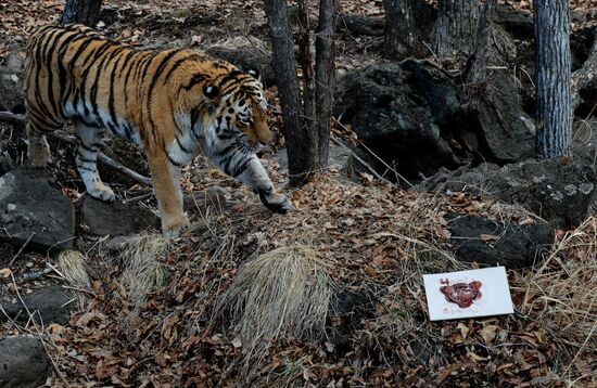 Празднование дня рождения тигра Амура в Приморском сафари-парке