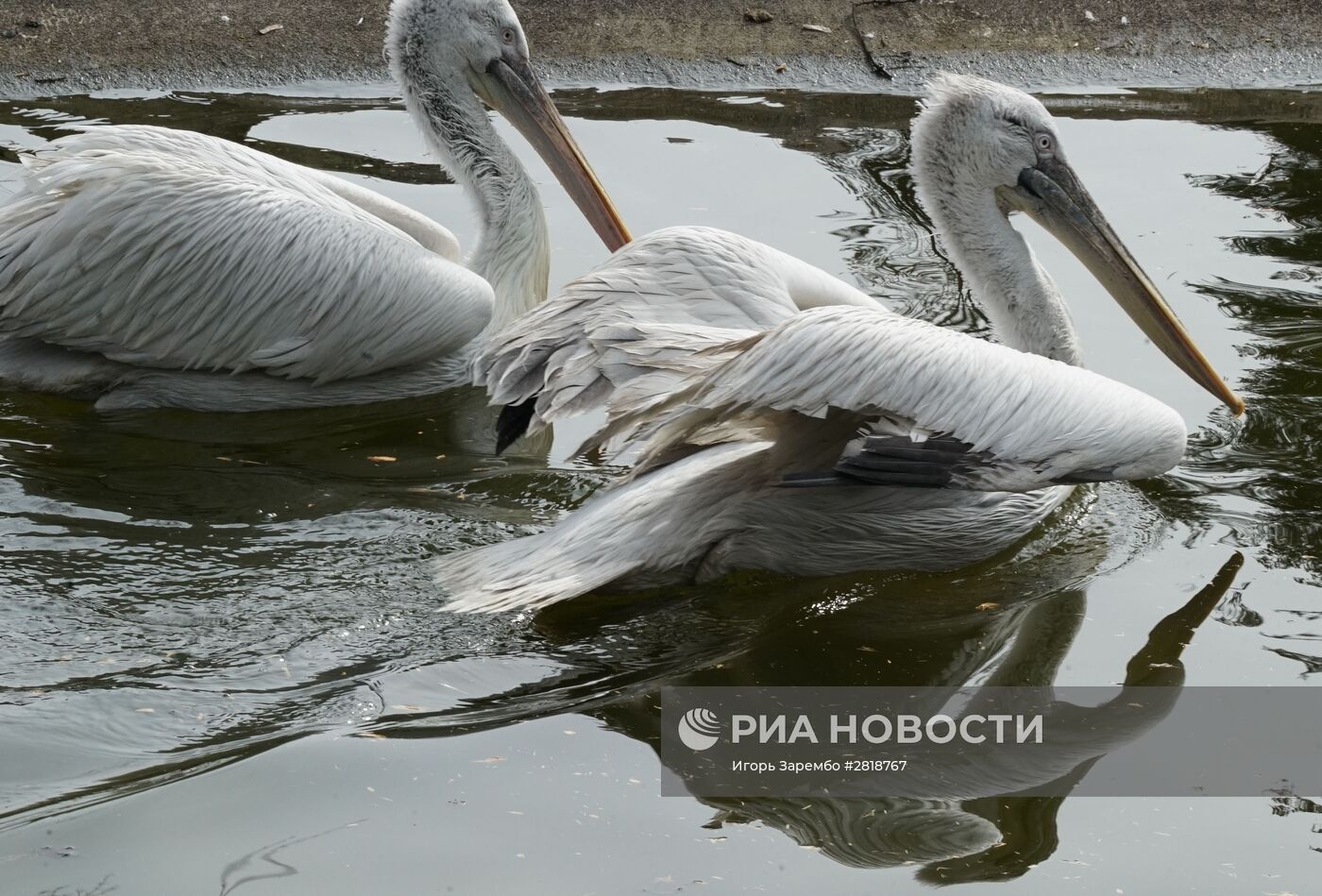 День птиц в Калининградском зоопарке