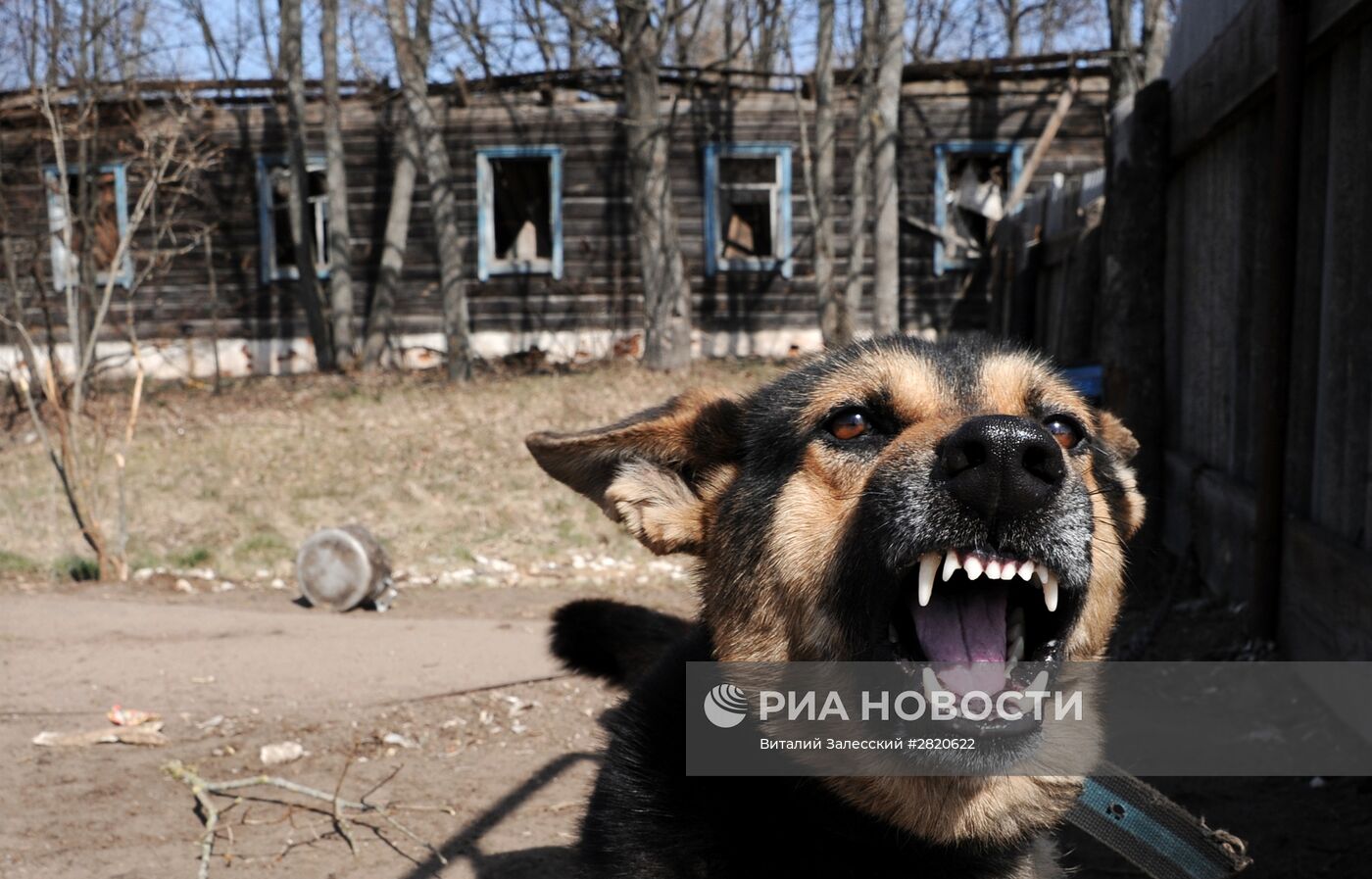 Полесский радиационно-экологический заповедник в Белоруссии